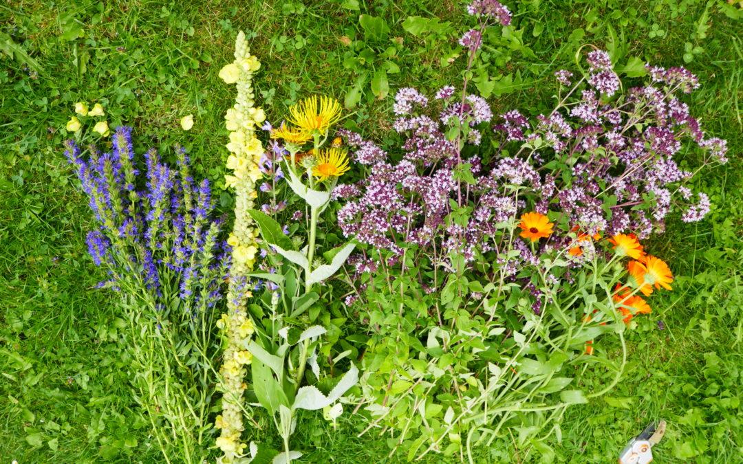 Sonnwendkräuter-Wanderung: Die besondere Heilkraft heimischer Blüten und Kräuter rund um den Johannistag